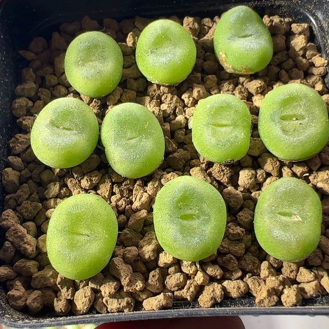 0000量拍芬妮水晶鞋10颗脱土发