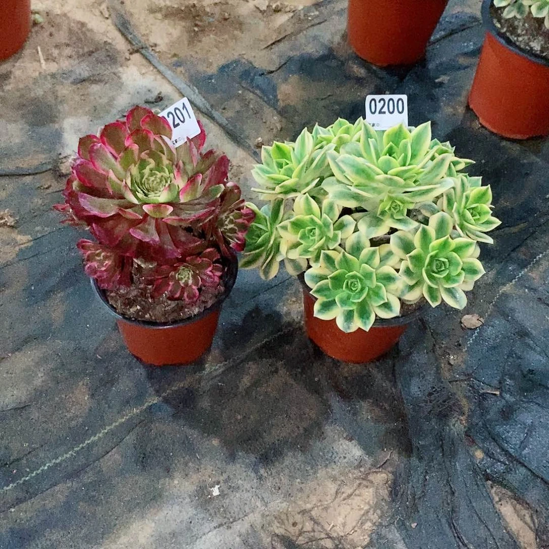 开****）组合02000201多肉1111