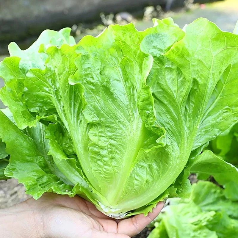 【满5包包邮】玻璃生菜种子四季球生菜种子蔬菜菜种子阳台庭院盆栽