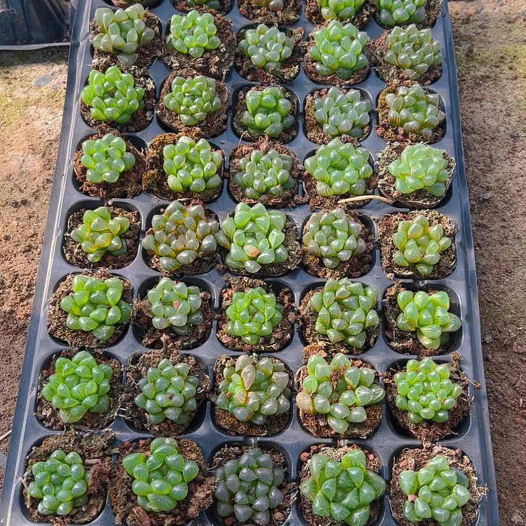 直播福利一物一拍31