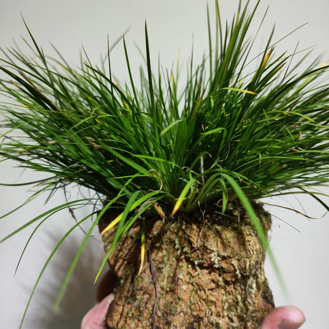 菖蒲付石虎须黄金姬菖蒲