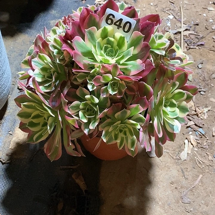 法师植物一物一拍640