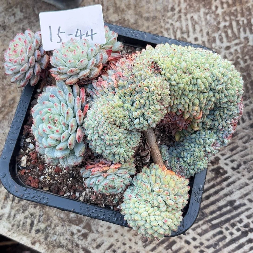 15-44