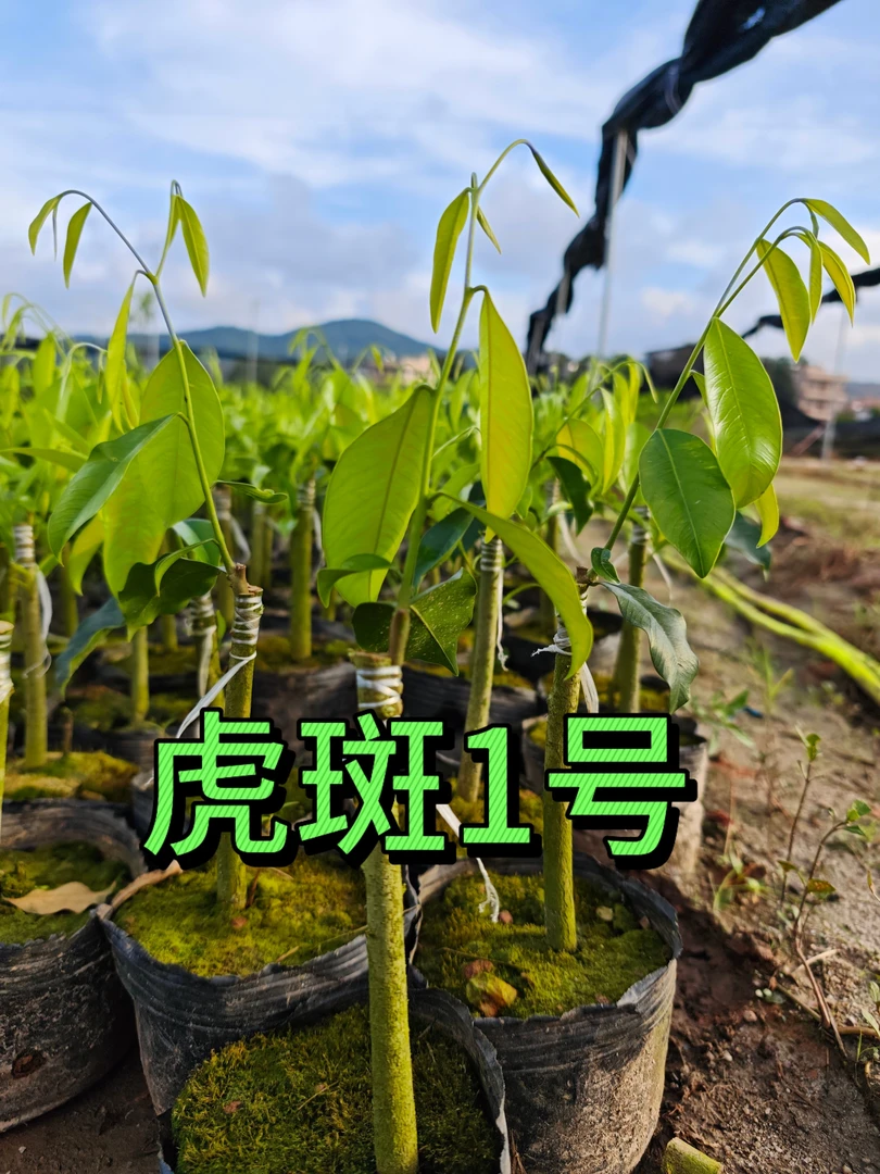 【虎斑1号】虎斑树心油自然结香国香科免打孔正宗一代老母树嫁接