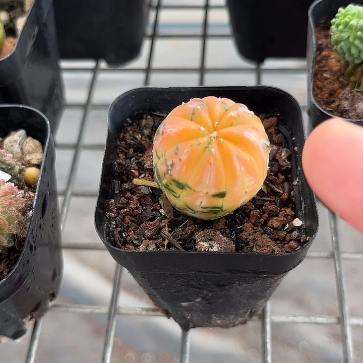 今***喜我也不知道怎么说你才