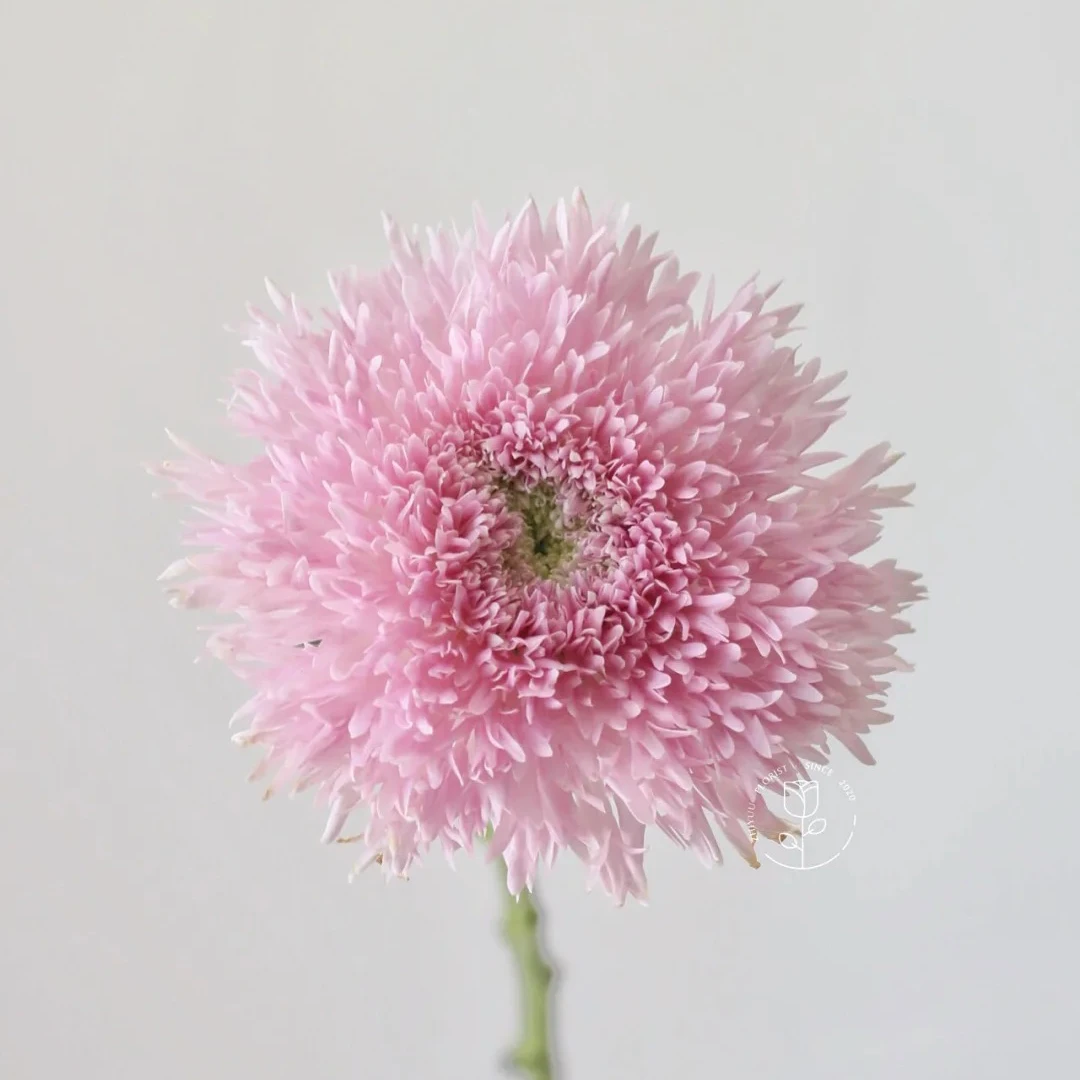 云花巷#【面包菊】鲜花优选 顺丰直发
