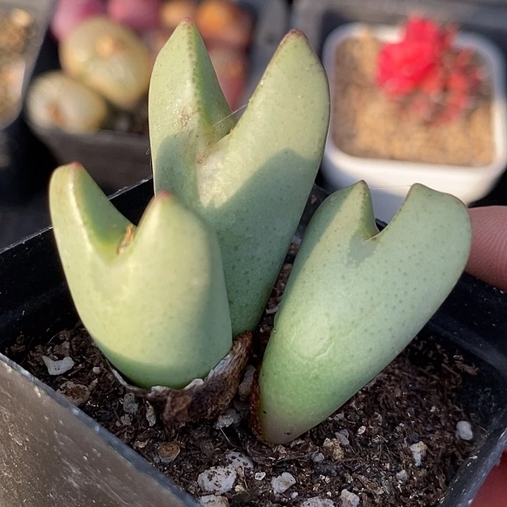 28520三头皮卡丘一颗