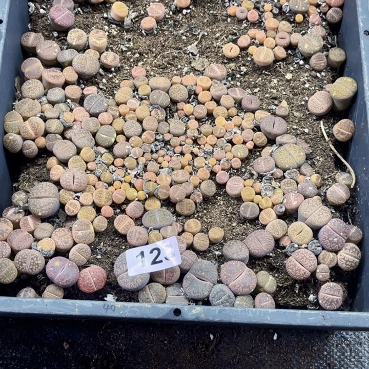 123 生石花一物一图如图初8发货