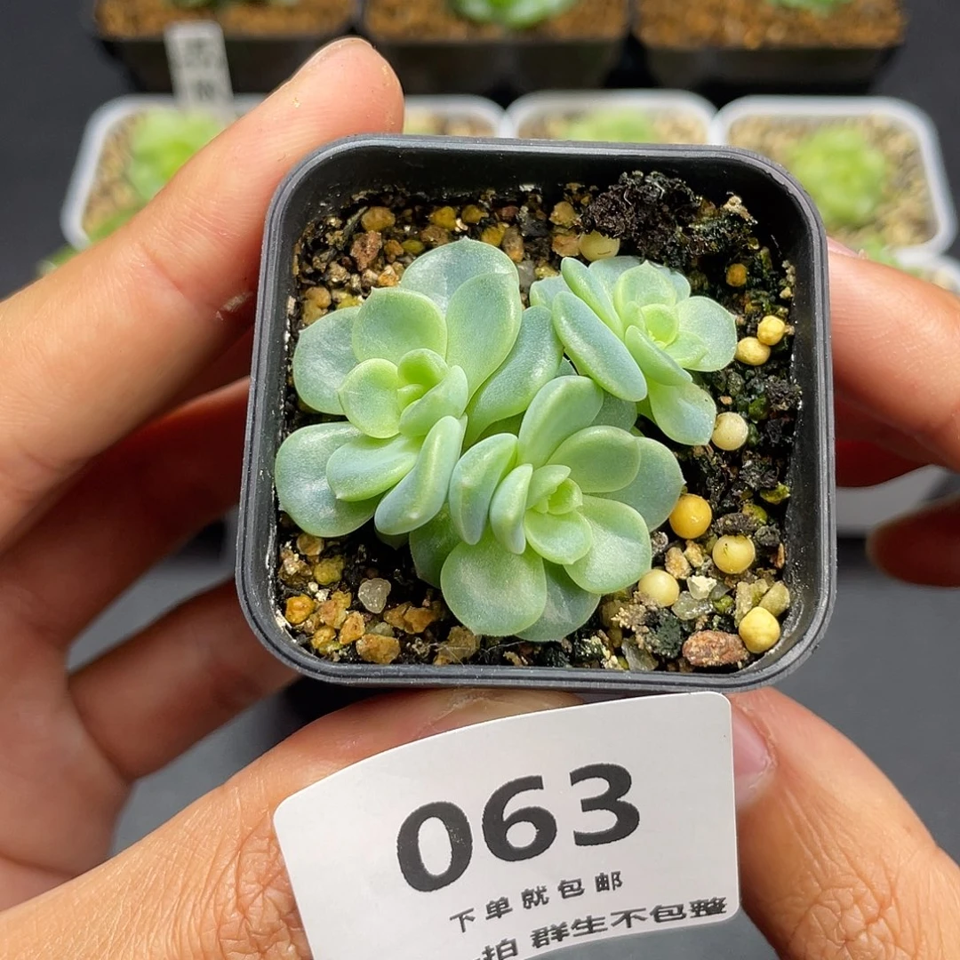 三头甜心一物一拍063