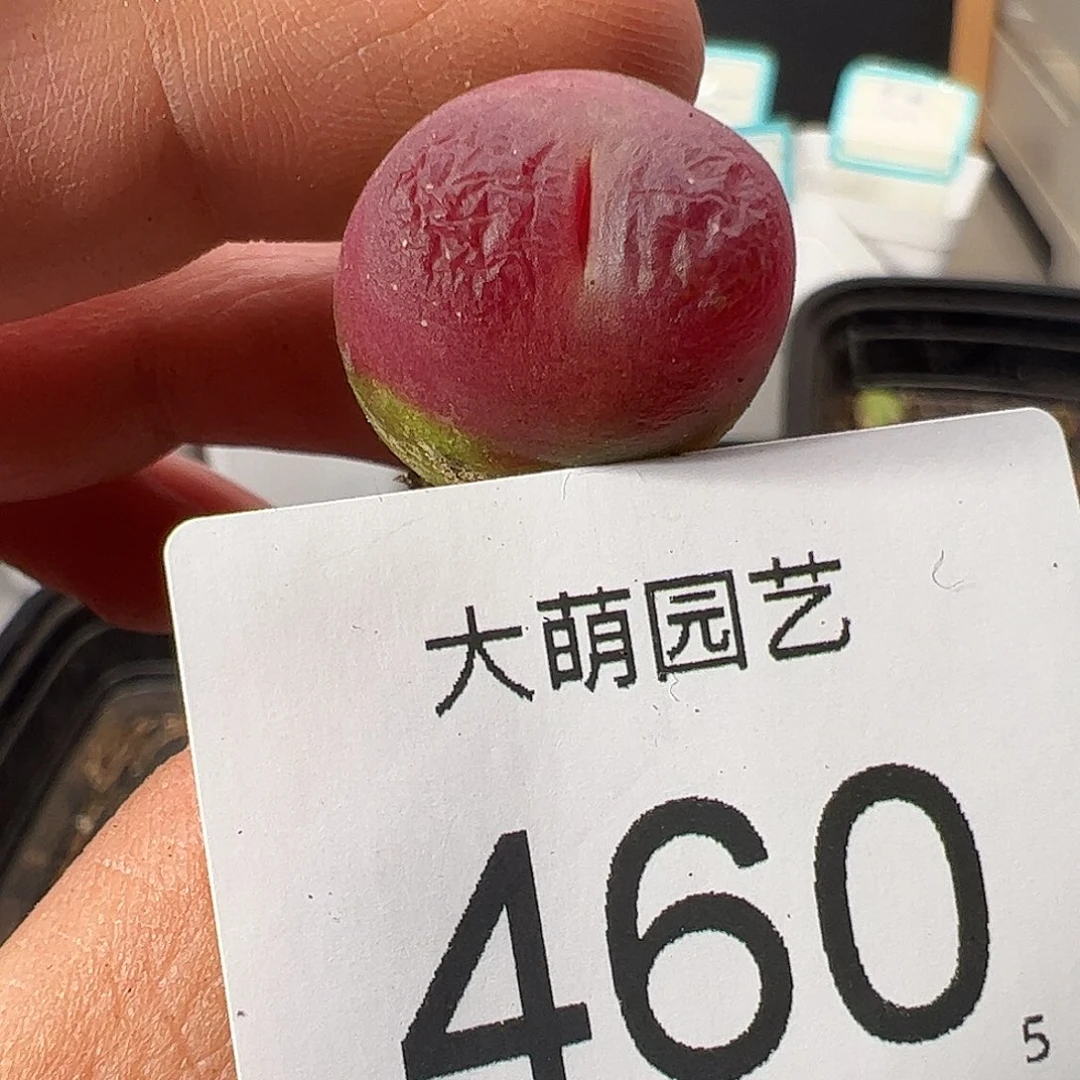 0000460 一物一拍……