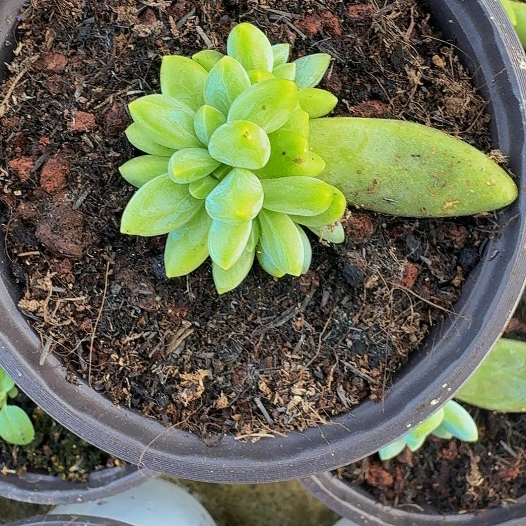 阿迪斯托 叶插 一物一拍