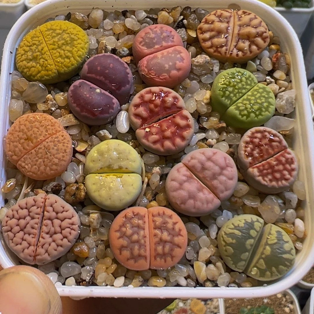 39多肉植物百科知识