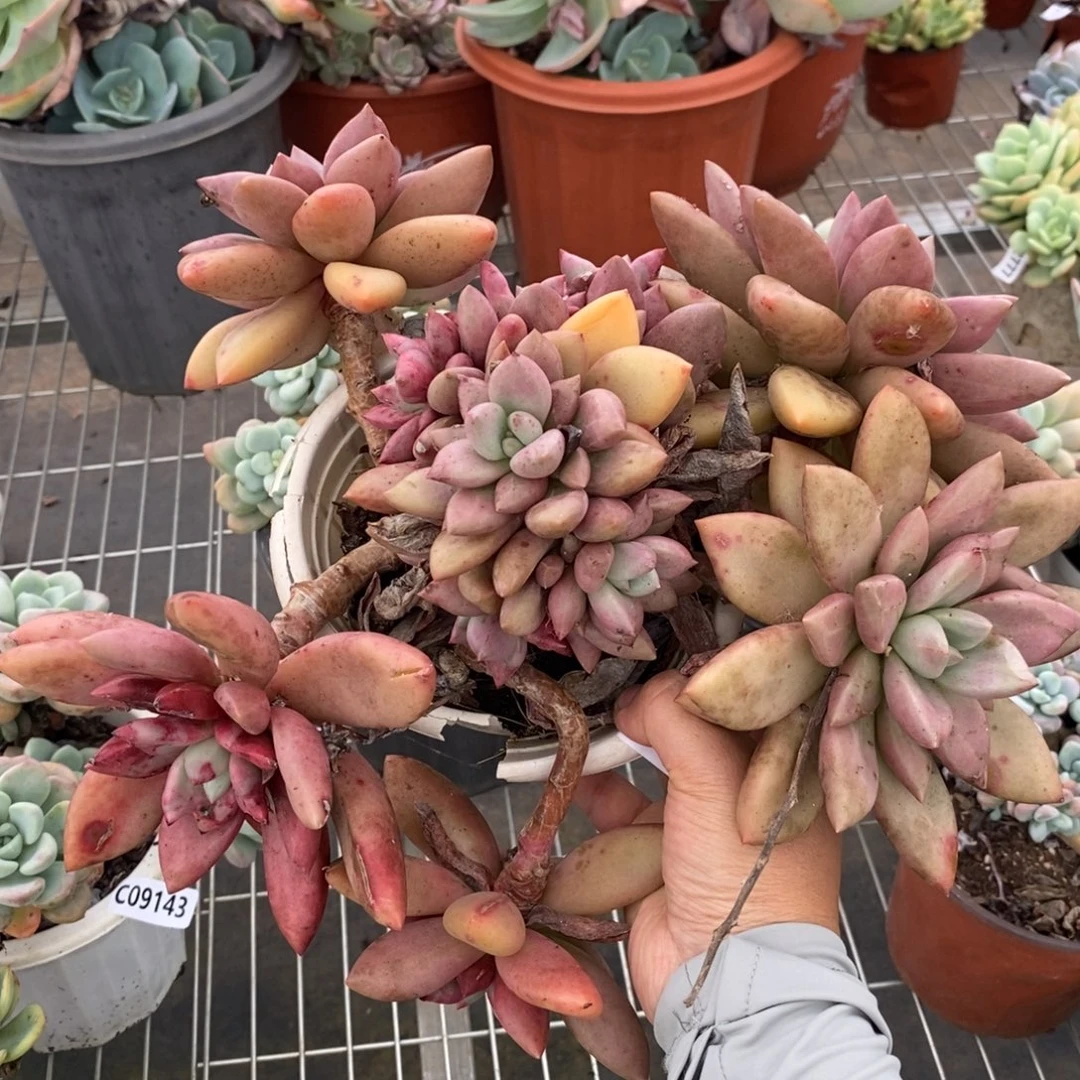 9146桃花源一物一拍