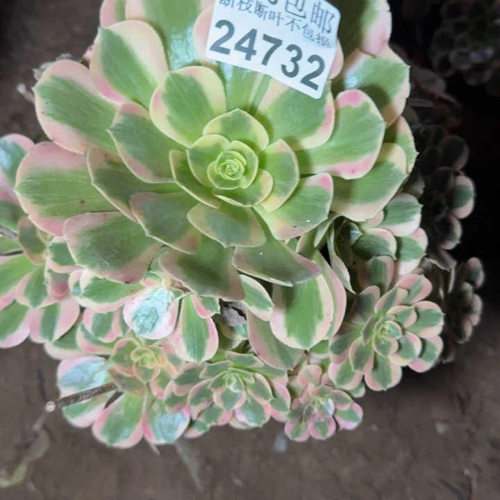24732女郎多肉植物