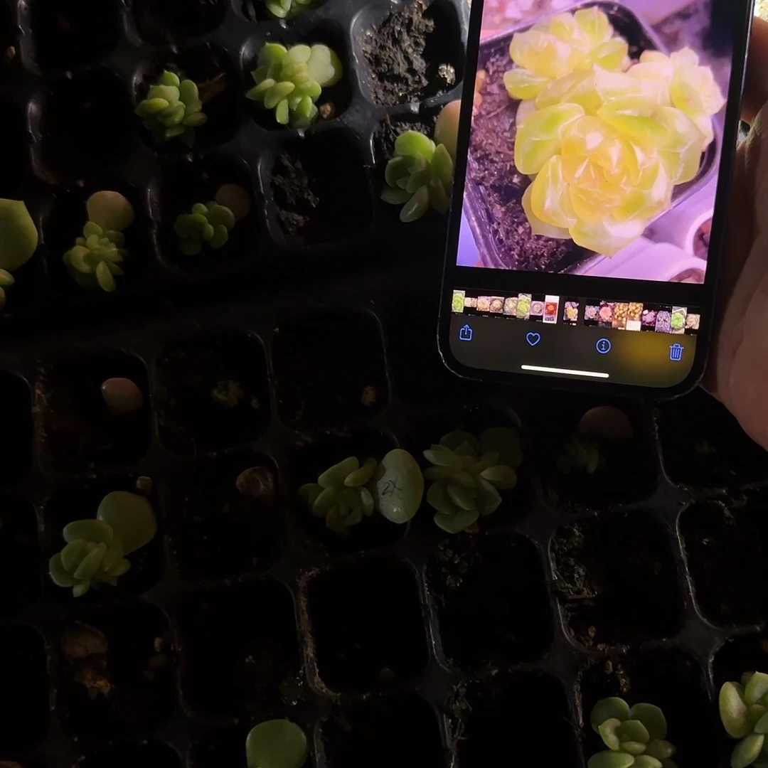 谪仙中苗穴一个满25包邮