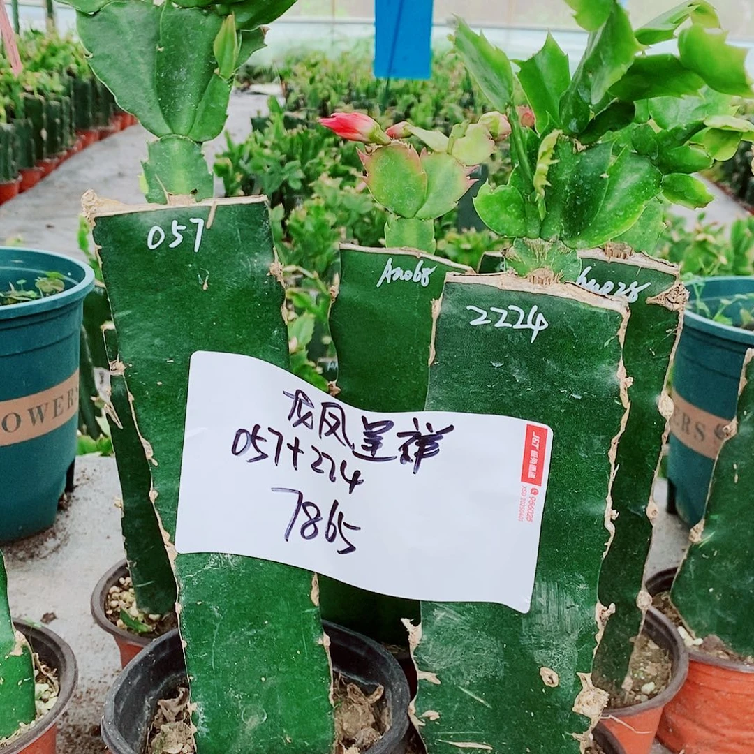 无花朵火龙果嫁接蟹爪兰福利拍一发二