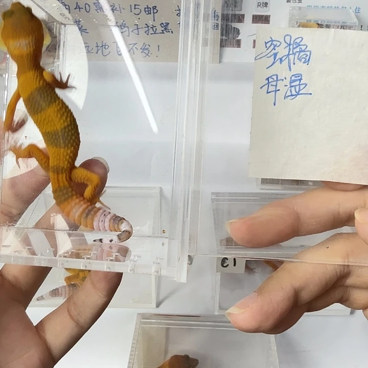 豹纹守宫蜜橘，母温