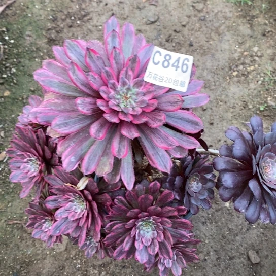 846紫霞仙子阴阳多肉植物