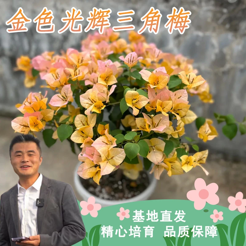金色光辉三角梅种植盆栽好养护易开花