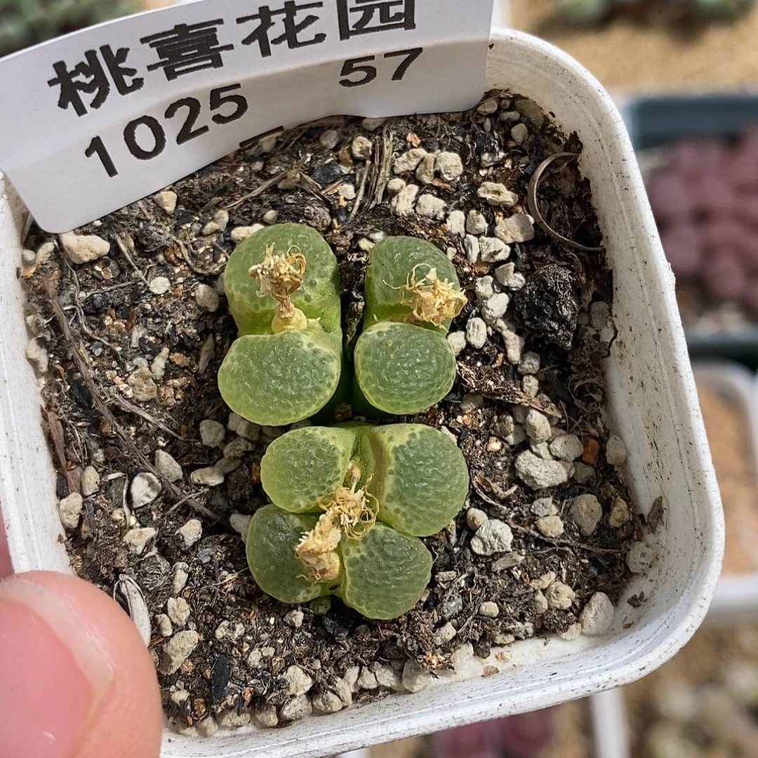 1025-57-开播福利樱花。