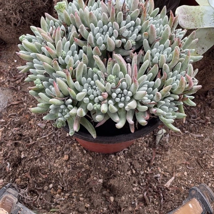 玖**?922号雪花多肉植物