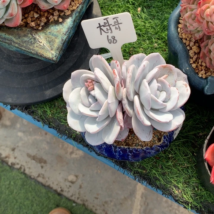 雪莲双头潜力股寄养