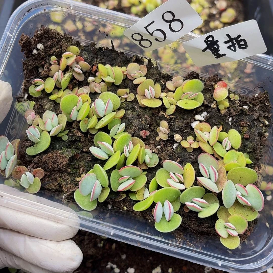 多肉植物多肉植物858量拍