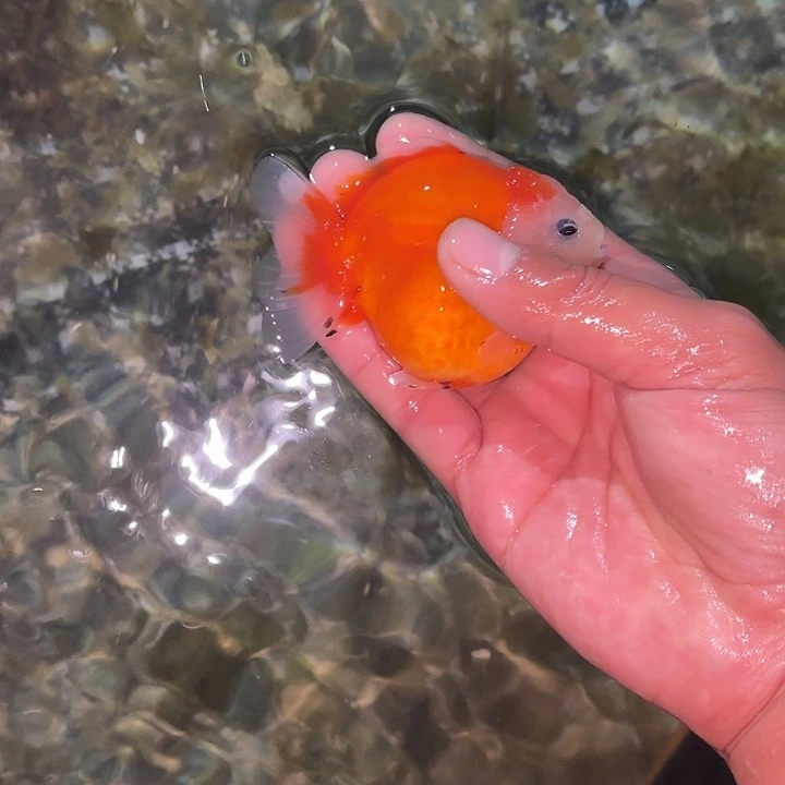 金鱼包邮123567911