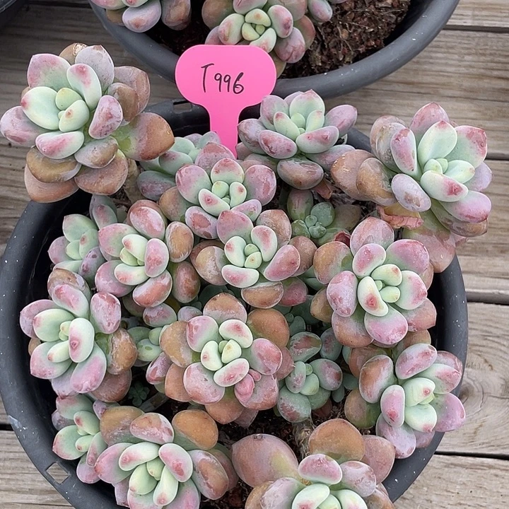 香水洛神多肉植物996