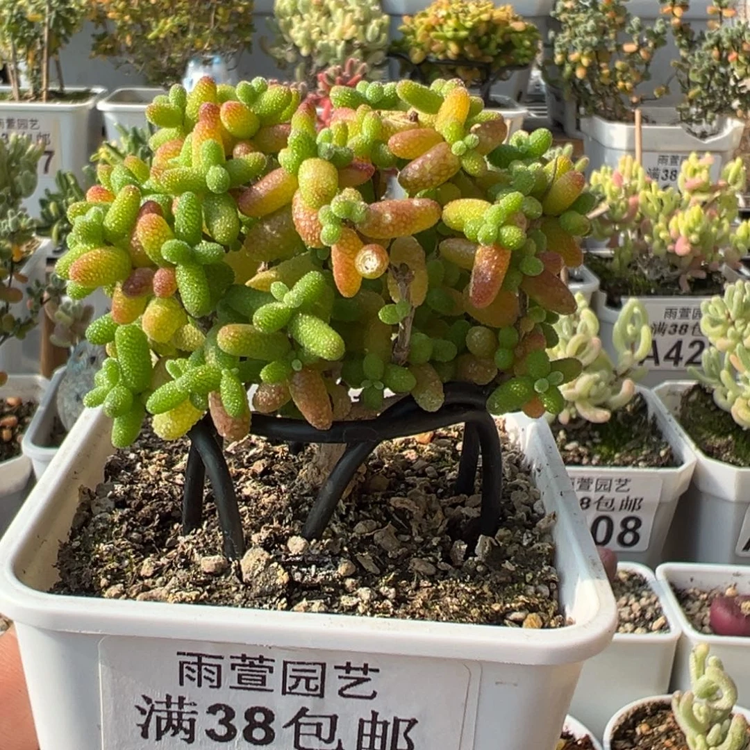 29-493枝干番杏金桔小树七方盆老桩