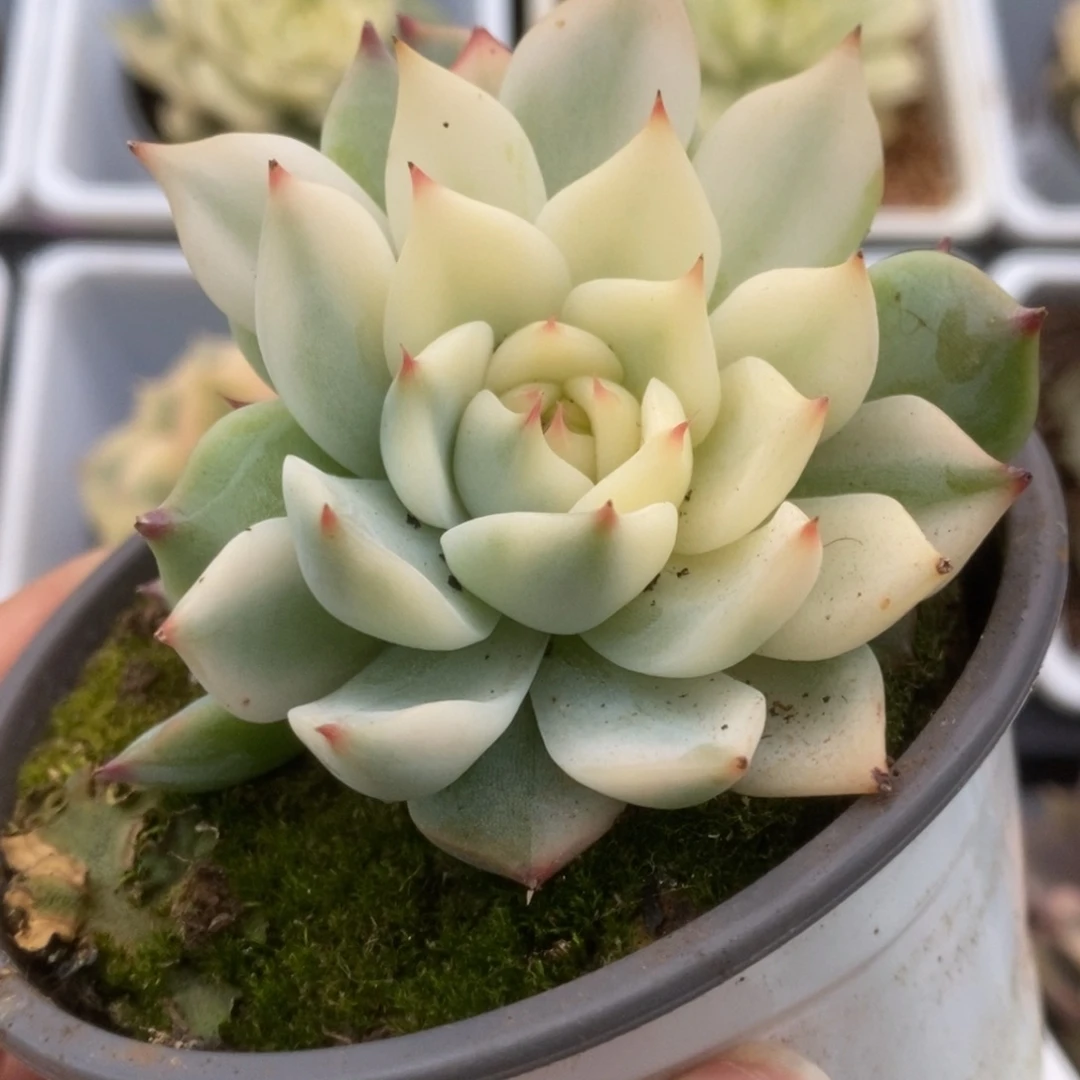329一线天锦锦锦锦锦锦