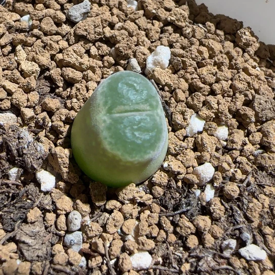 z***y肉锥多肉植物组合-胖虎57