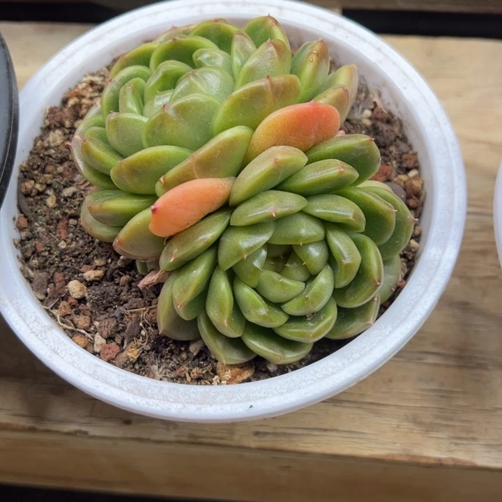 皮埃拉 双头 夏鸣园艺