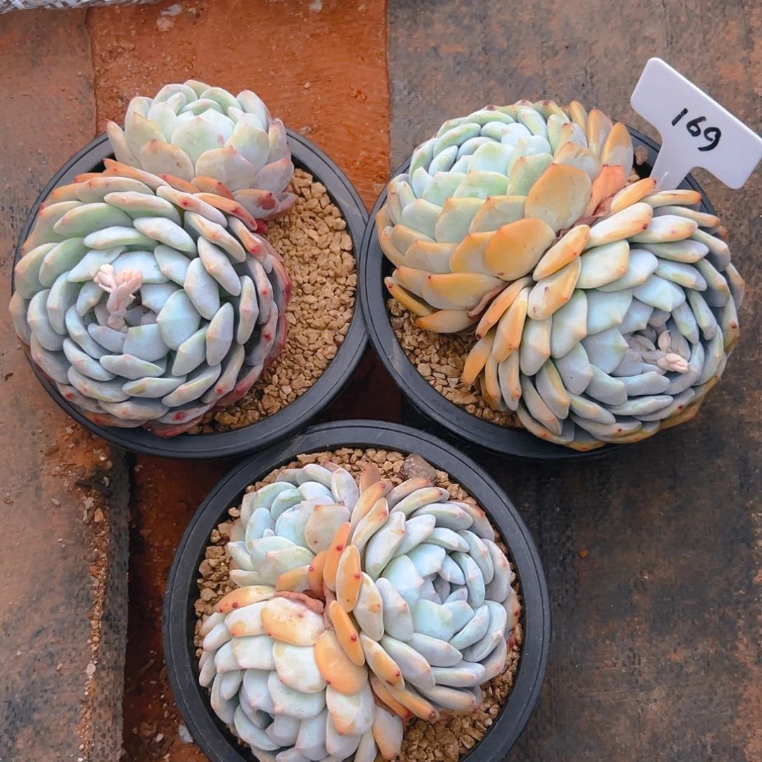 三颗橙梦露169号一物一拍