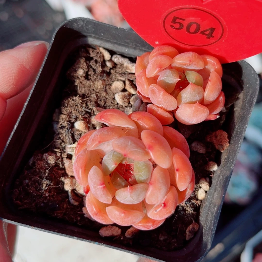 504号小老桩红恋双头
