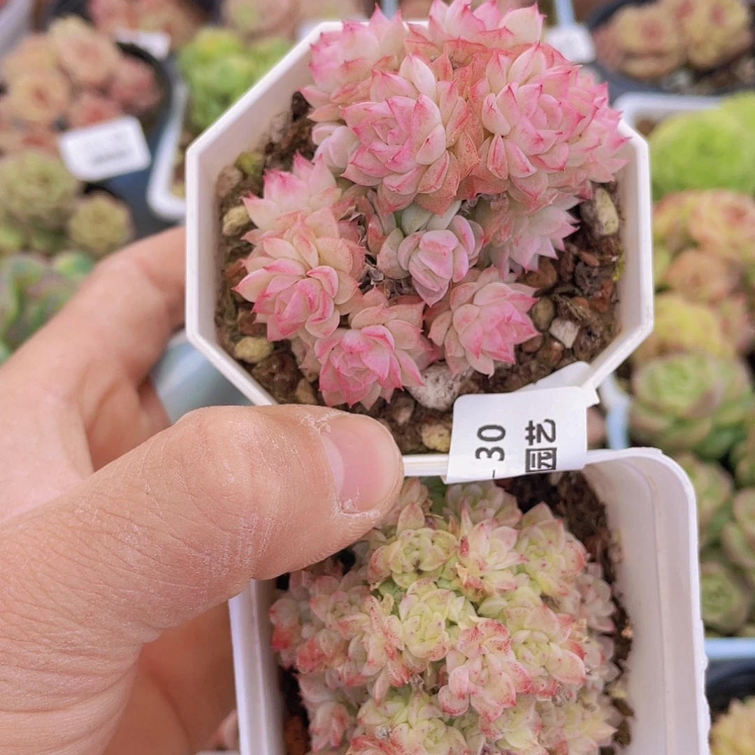 00000000000030量拍