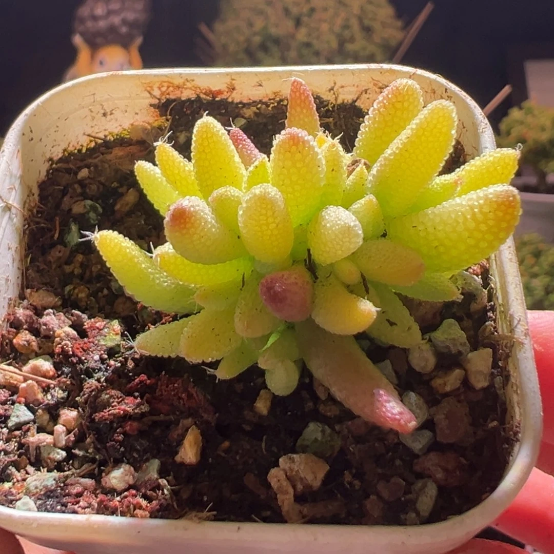 665玉米锦一物一拍包开箱