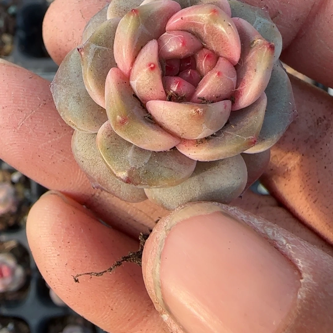 多肉小卡拉米糖心一物一拍