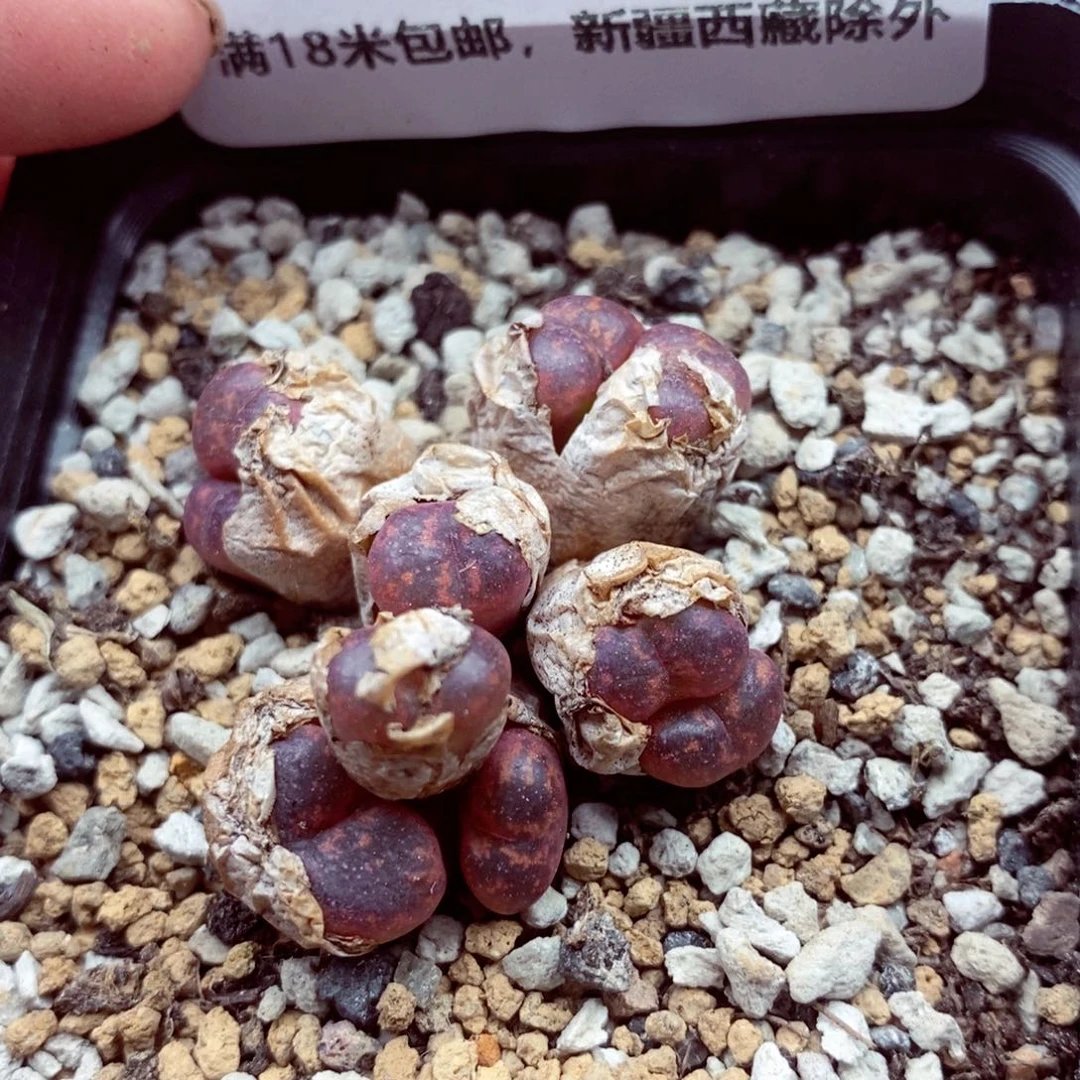 6429。