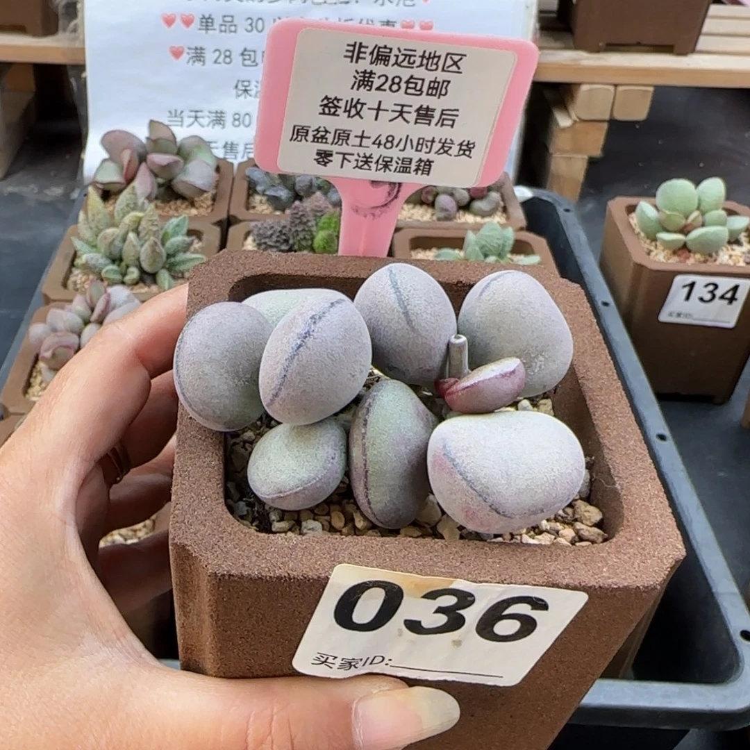036球球紫蛋多肉植物
