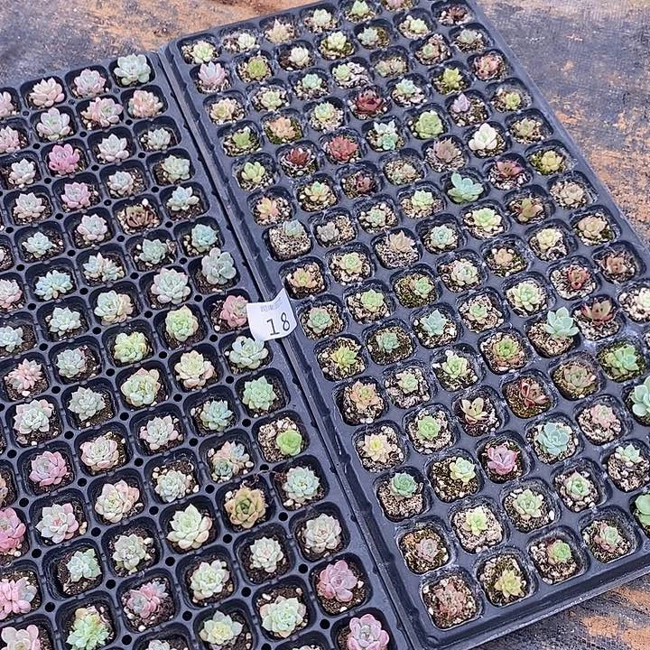 18 微瑕疵不售后多肉植物盆栽花卉植物