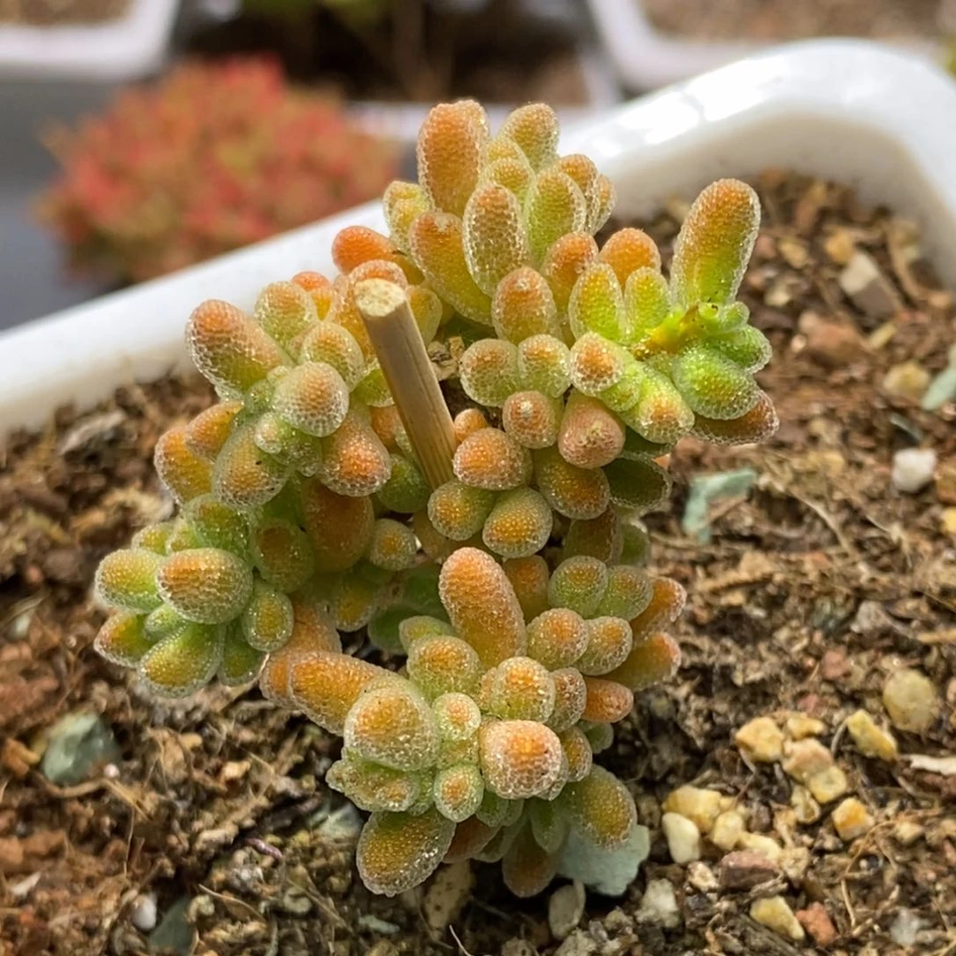 冰晶枝干番杏D458
