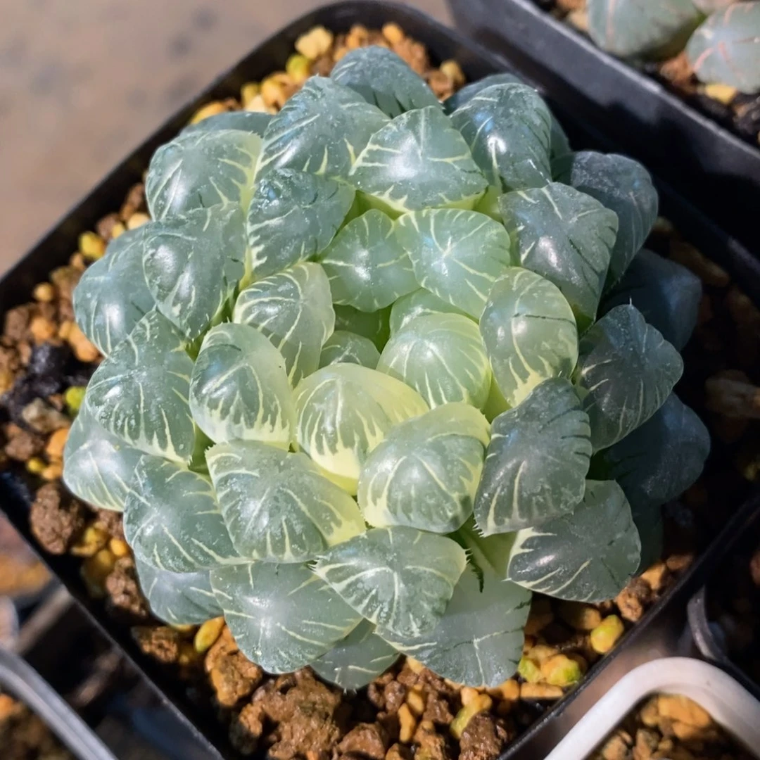 一颗糊斑湖水玉露锦。