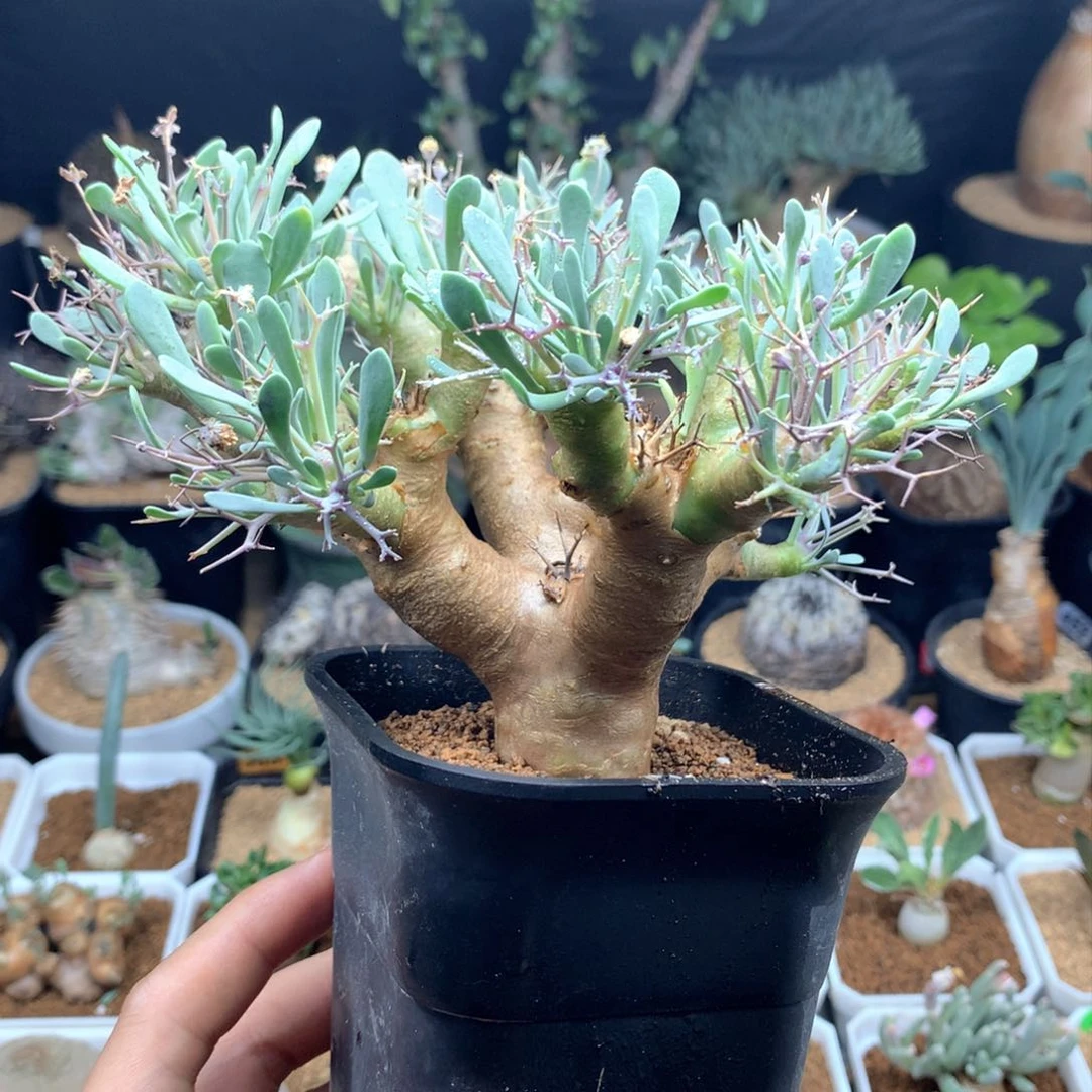 黑鬼殿厚敦菊母本脱土