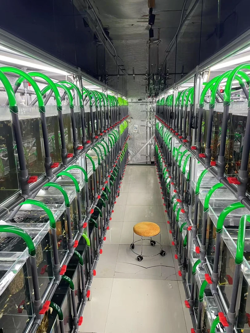 孔雀鱼入缸不包损，下单既默认（专拍链接，随意下单发随机鱼一对）