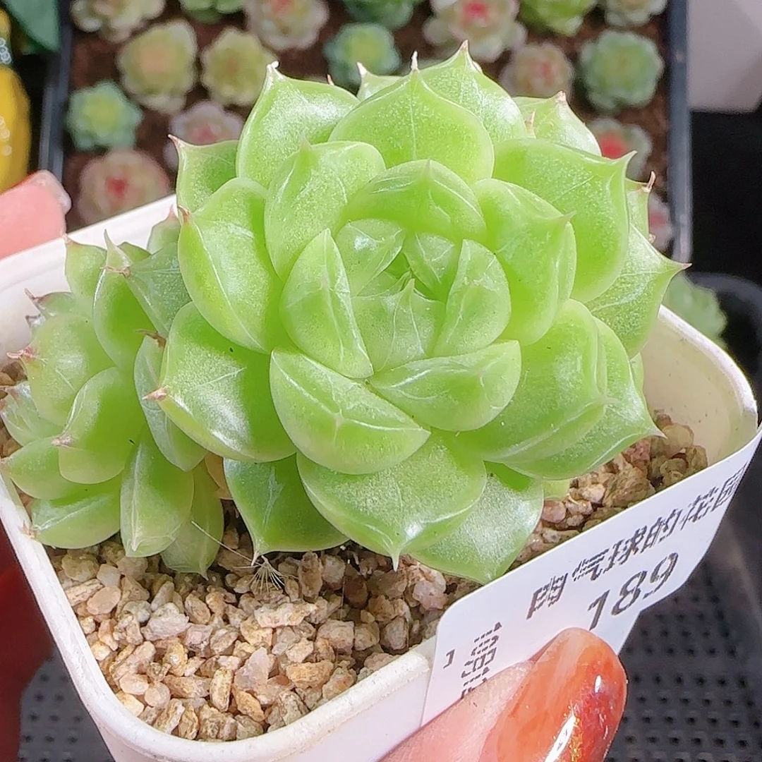 1012--189麦秆优选不包整