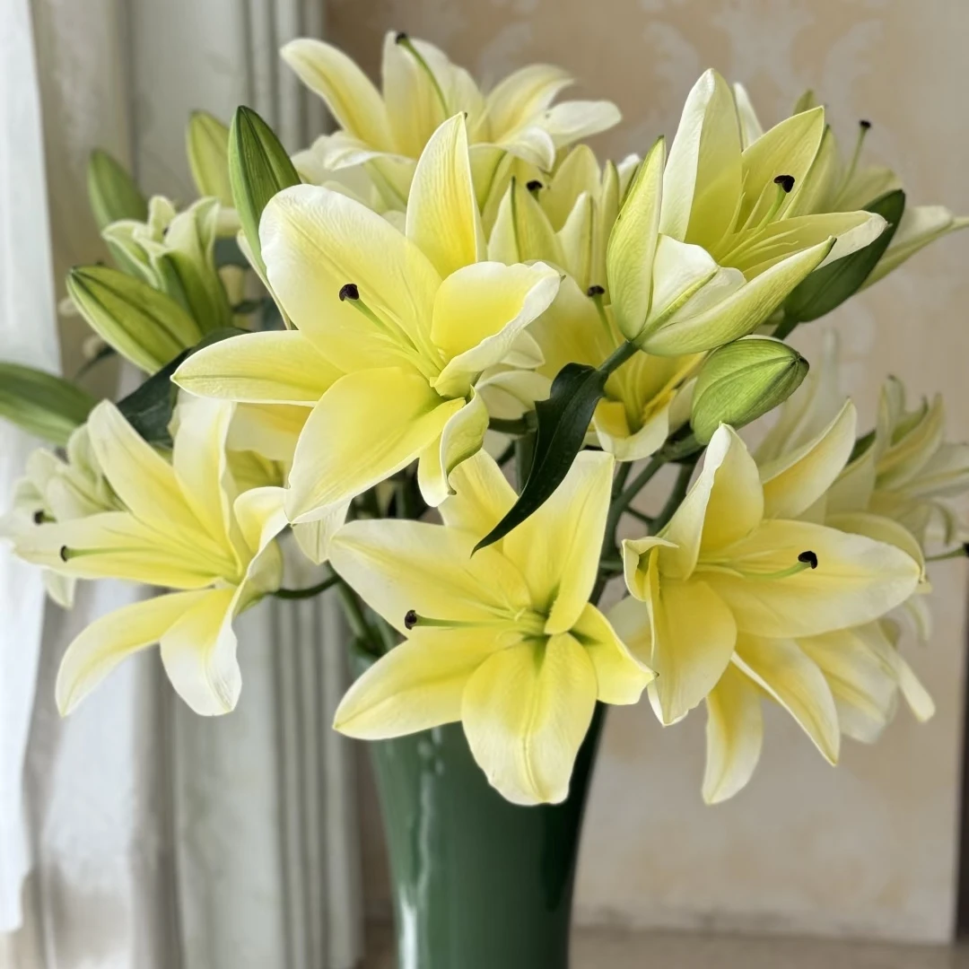 黄天霸香水百合花，东北基地直发，
