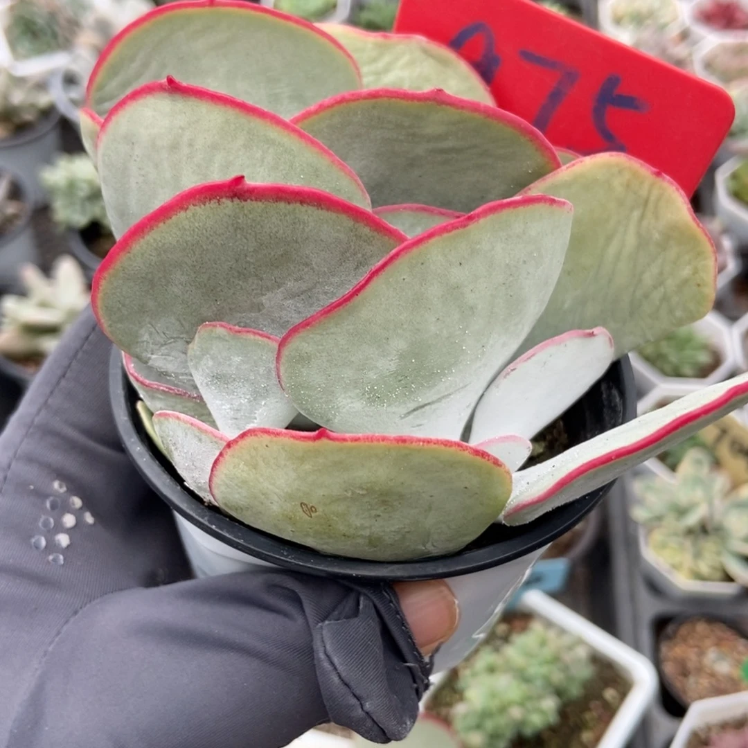 975白眉多肉植物多肉