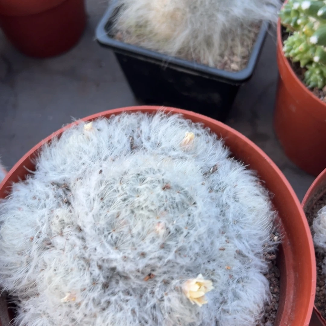 白星随机一颗了。