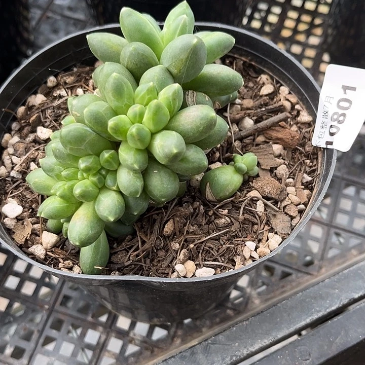 阿雅园艺。   10801千代田缀